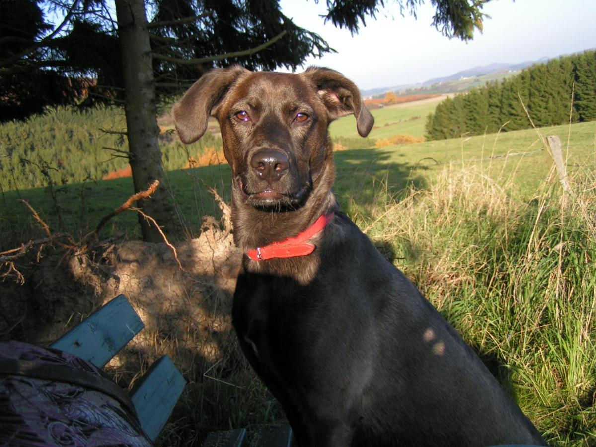 Fewo Talula - Sauerland Mit Hund Medebach Exterior foto