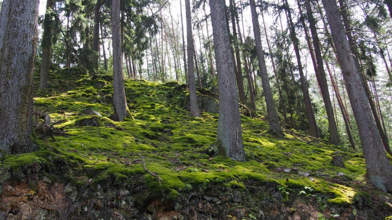 Fewo Talula - Sauerland Mit Hund Medebach Exterior foto